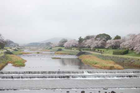 鴨川の桜