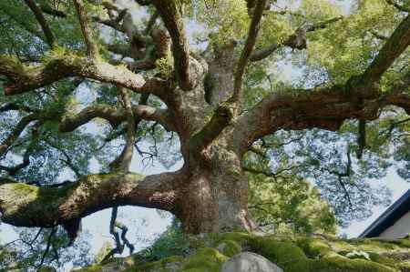 拝みたくなる木