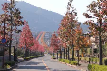 紅葉した街路樹