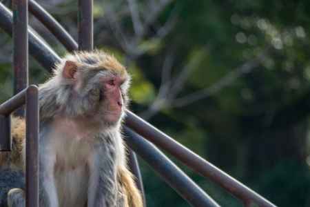 京都市動物園のニホンザル