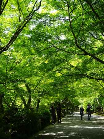 龍安寺　緑のドーム