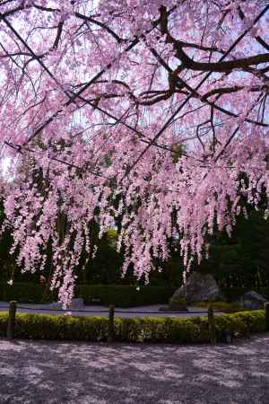 陽の庭を背景に