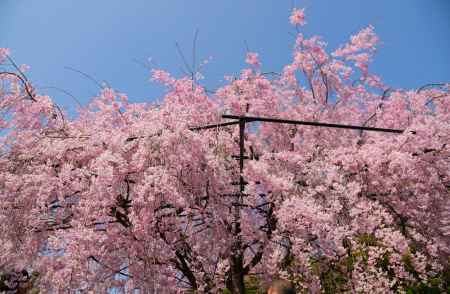 桜色の雲のよう