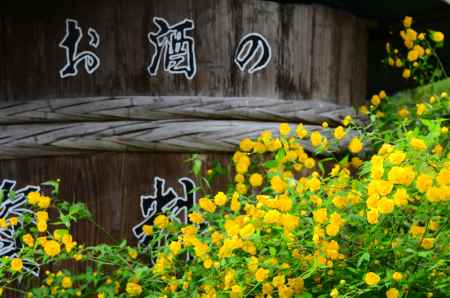 酒樽と山吹の花