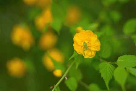 山吹の花こそ花の…