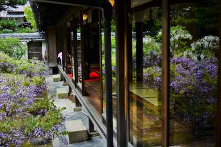 　Glycine en fleurs dans le verre.