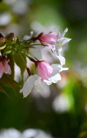 日本唯一　北野桜