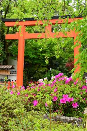 新緑の嬉しい便り