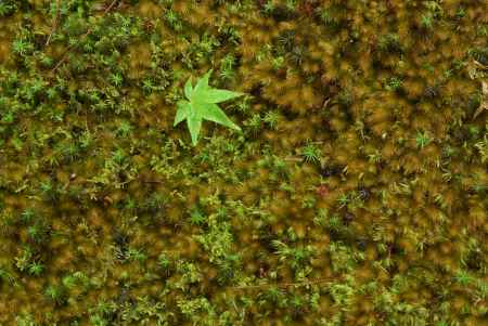 小鳥のいたずら　風のいたずら