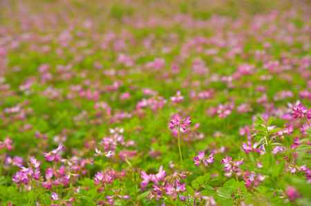 嵯峨野　レンゲ畑
