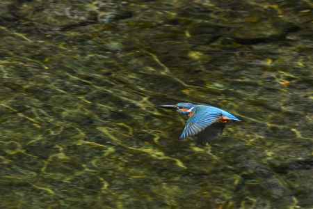 水無月のカワセミ
