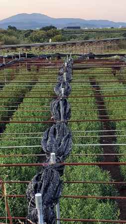 日本茶800年の歴史散歩