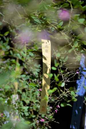 祈願と萩の花