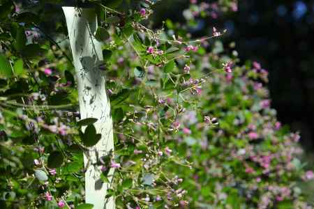 秋の陽ざしに輝く