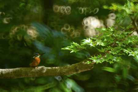 秋の木漏れ日　若カワセミ
