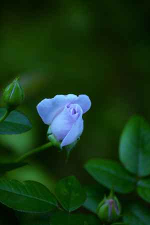 ブルー・バユー　Blue Bajou