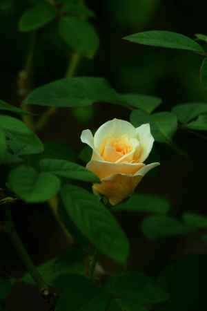 ムーンスプライト　Moonsprite