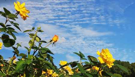 うろこ雲と幸せの黄色いバラ