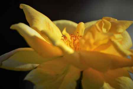 金閣という名のバラ