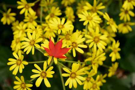 ツワブキに散るもみじ