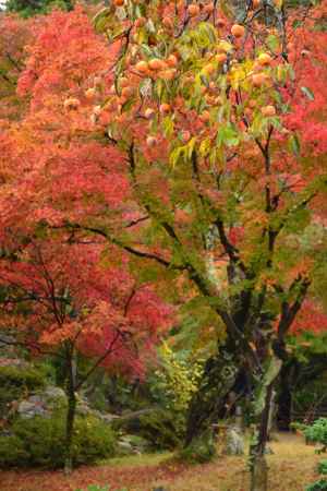 たわわに実った柿の実