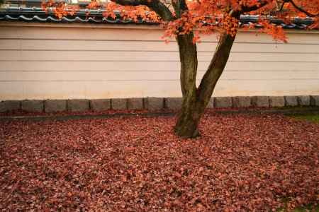 定規筋に広がる秋