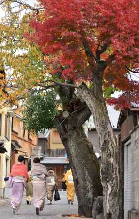 初冬のお茶席へ