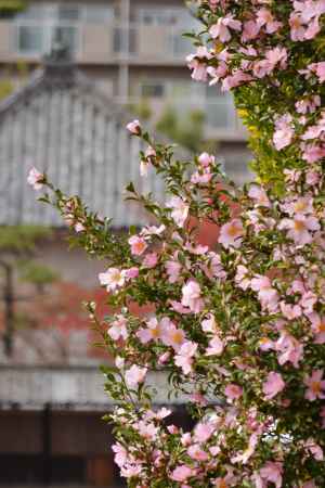 薄紅色のサザンカ