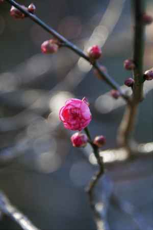 寒紅梅