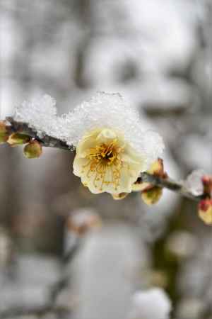 白梅に白雪