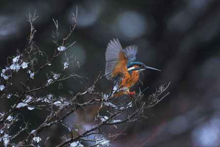 カワセミと水雪