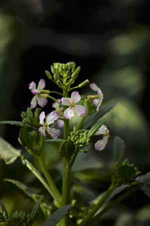 世界最大の大根