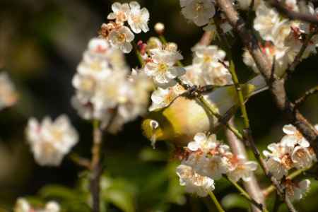 白梅とメジロさん