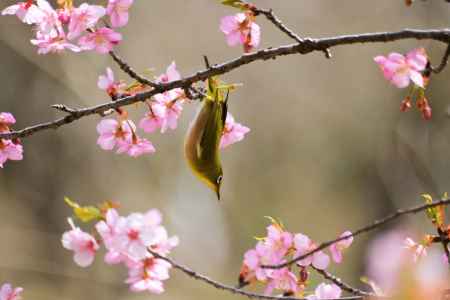 逆立ちメジロさん