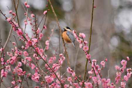 紅梅にヤマガラさん