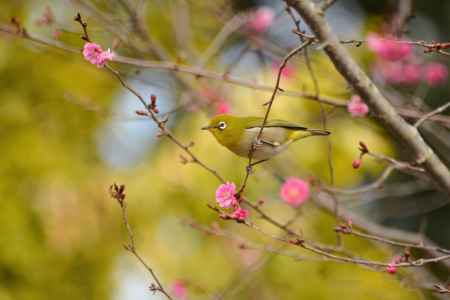 エレガンスみゆきＤＥ懸垂