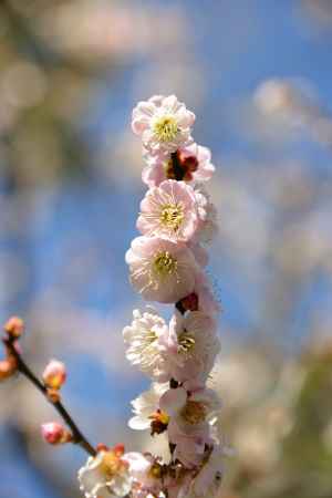 梅団子　美味しそう