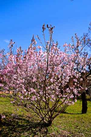 彬姫桜（あきひめざくら）　満開
