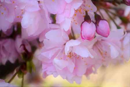彬姫桜　つぼみ