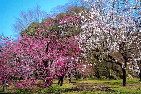 春の仲良しコンビ