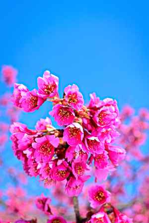 カンヒザクラ　満開