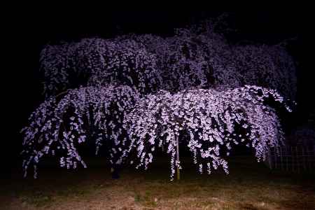 近衞のシダレザクラ