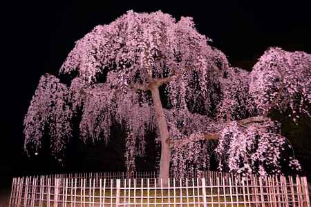 出水のシダレザクラ