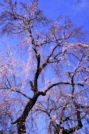 桜苑　咲き出す