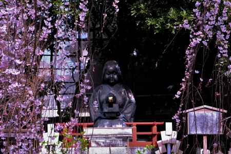 おかめさんと阿亀桜