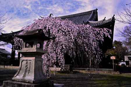 枝垂れ桜　満開