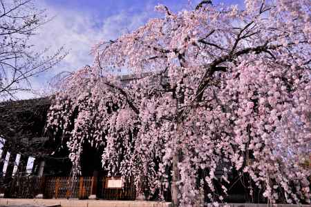 本堂を包み込む