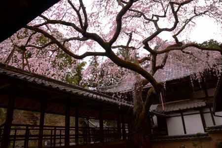 華蓋　なりひら桜