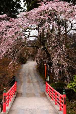 極楽橋　枝垂桜