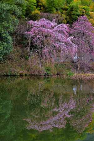 千原池　春